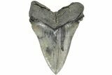 Huge, Fossil Megalodon Tooth - Sharp Serrations #203031-2